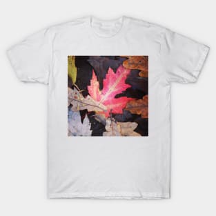 Autumnal leaf collection 2 T-Shirt